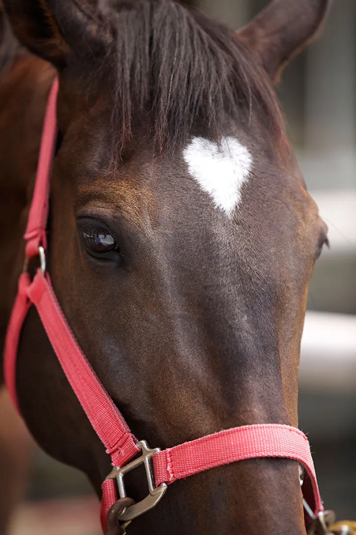 Heart-shaped Horse Marking