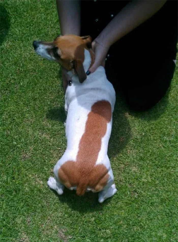 Bad Luck Doggy
