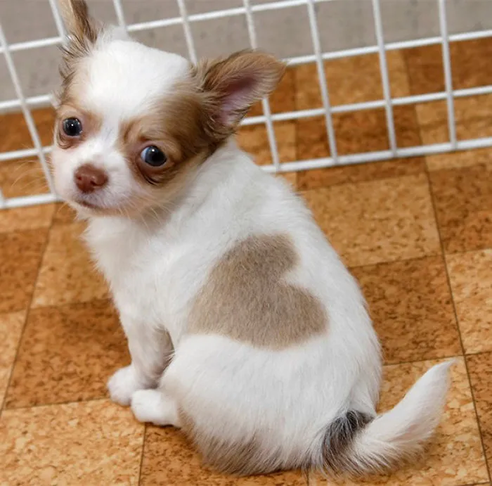 The Cutest Puppy Ever