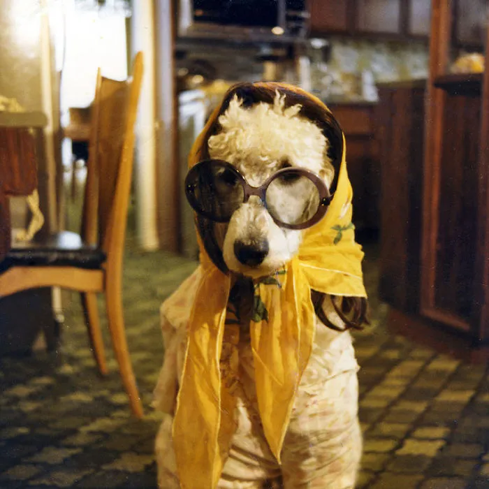 Granny Poodle