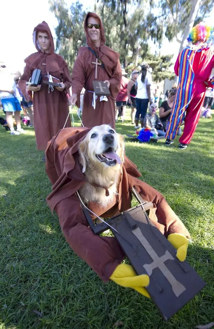 Monk Golden Retriever