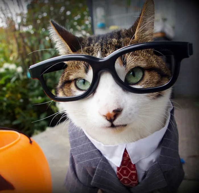 Business Guy Cat