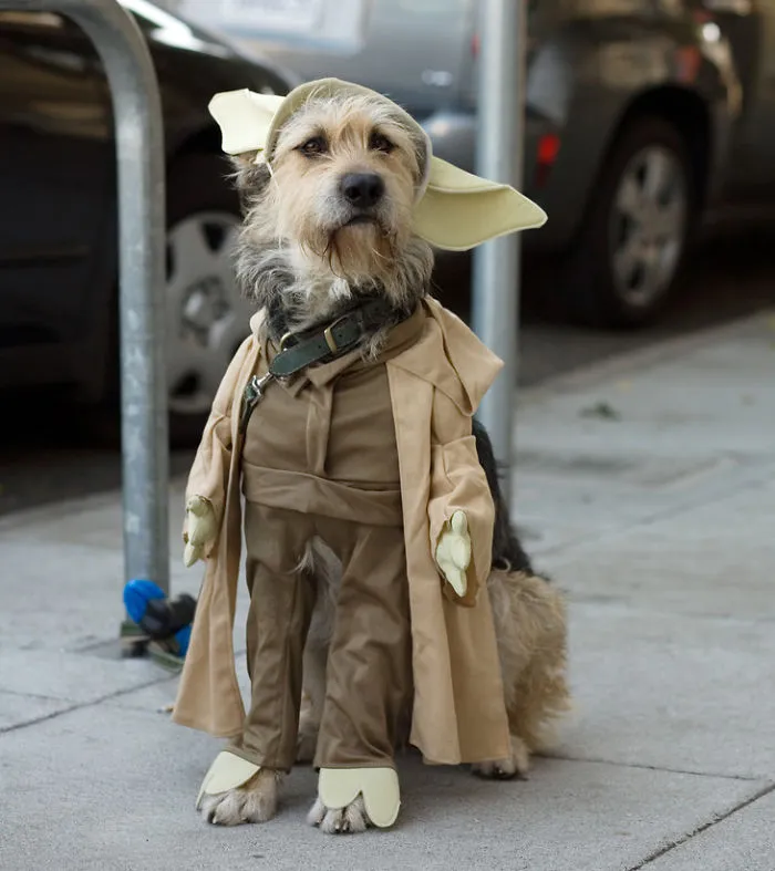 Yoda Dog