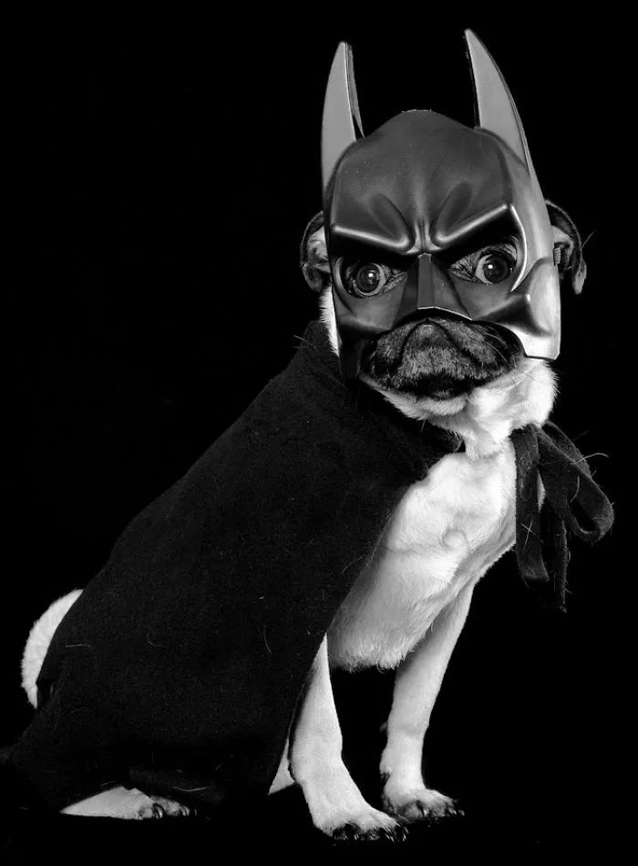 Batpug