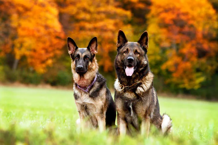 German Shepherd Couple