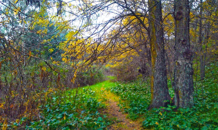Autumn Colors