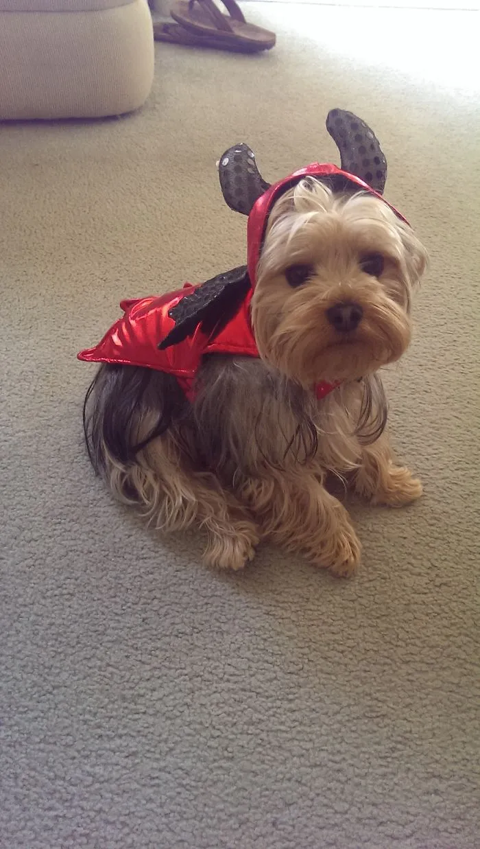 Devil Dog Toto
