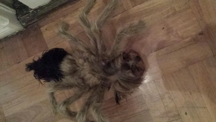 Spider Yorkie