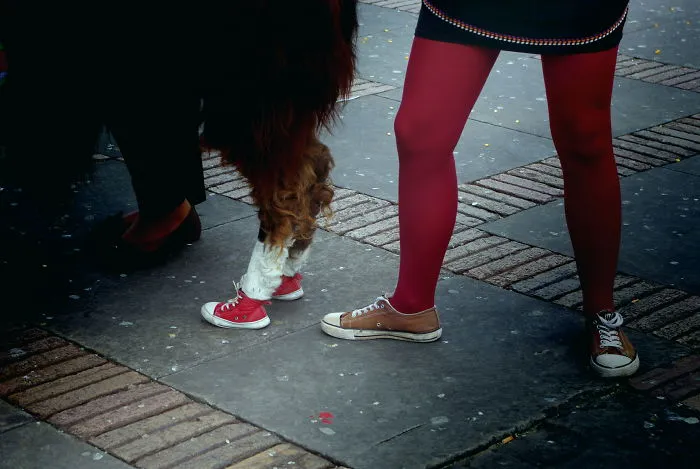Alpaca Loves Chucks