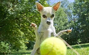 Share Perfectly Timed Dog Pictures