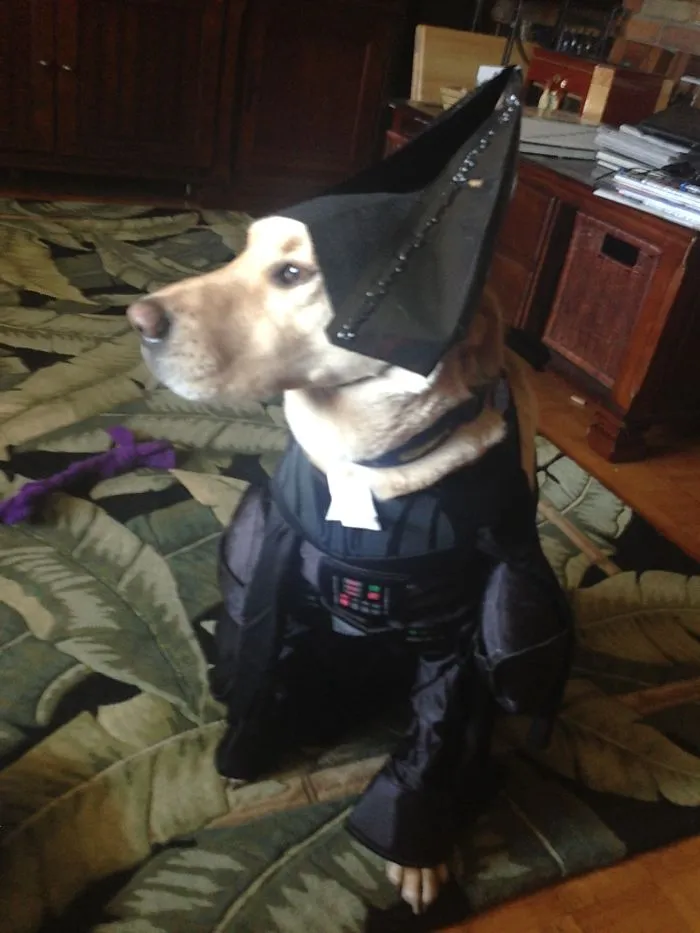 Darth Buddy