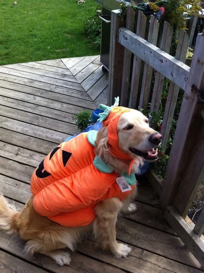 Pumpkin Puppy