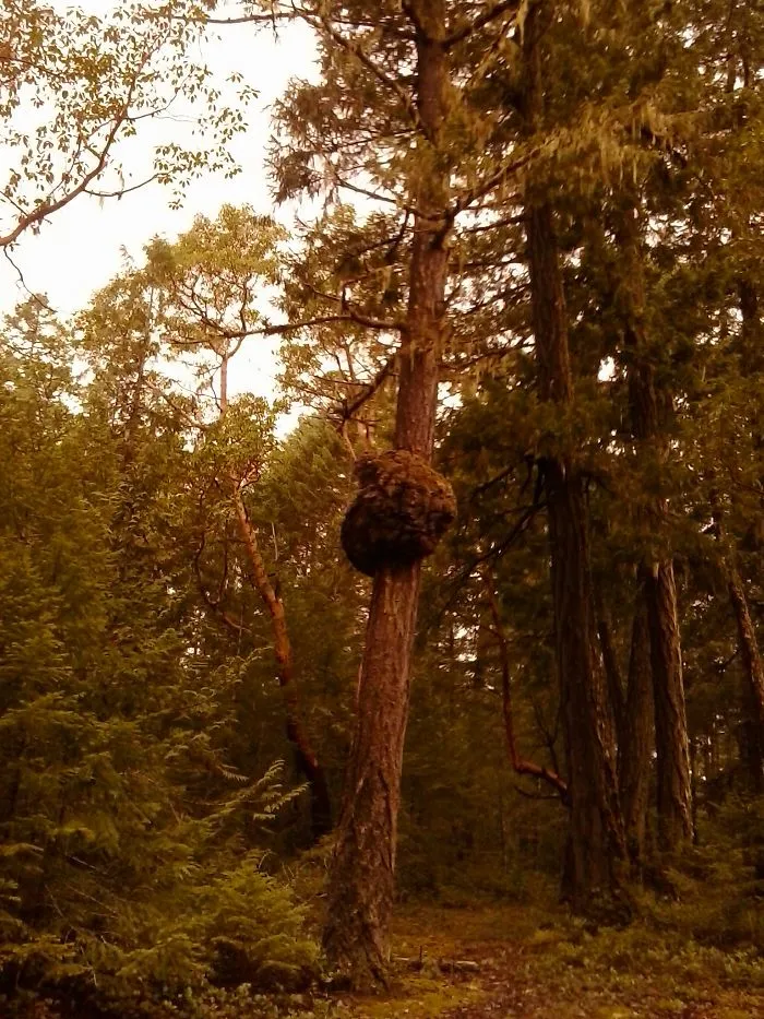 Tall Tree Trail. Vancouver Island Bc