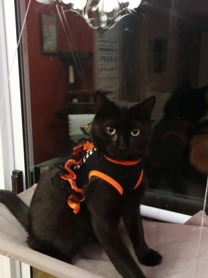 Tutu Kitty