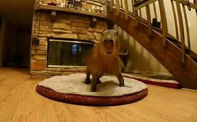 Capybara Sneezing