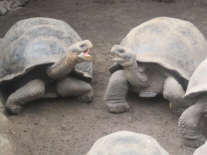Visit The Giant Tortoises, Galapagos Islands