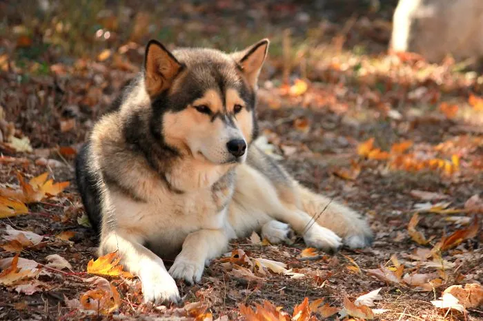 Alpha Male