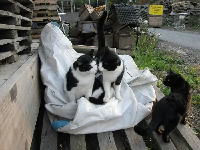 Stray Love