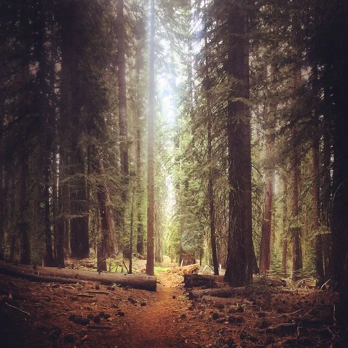 Trail Of Light