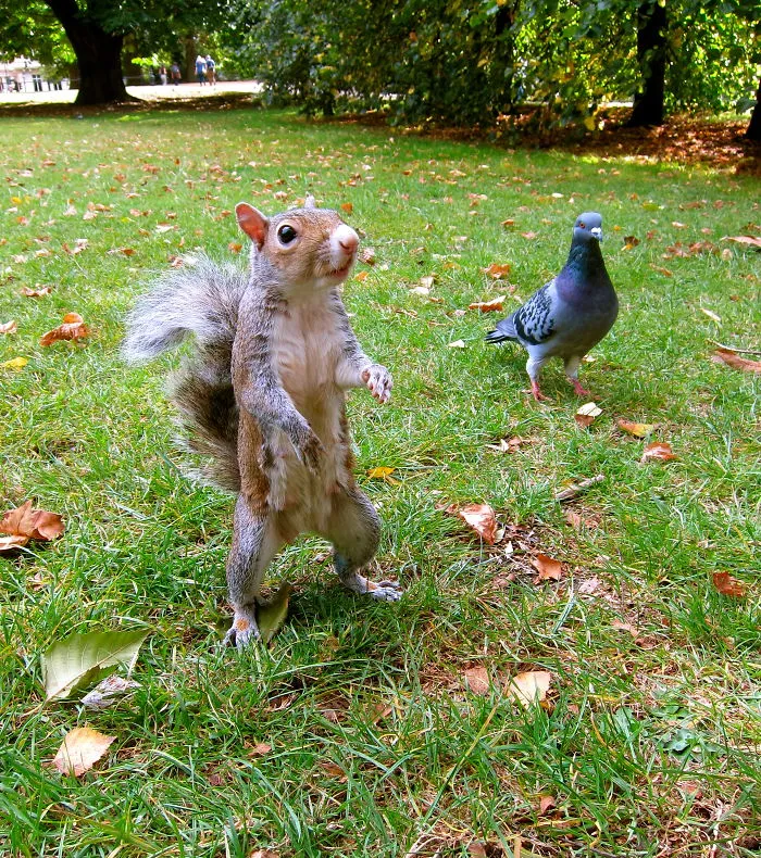 Buddies
