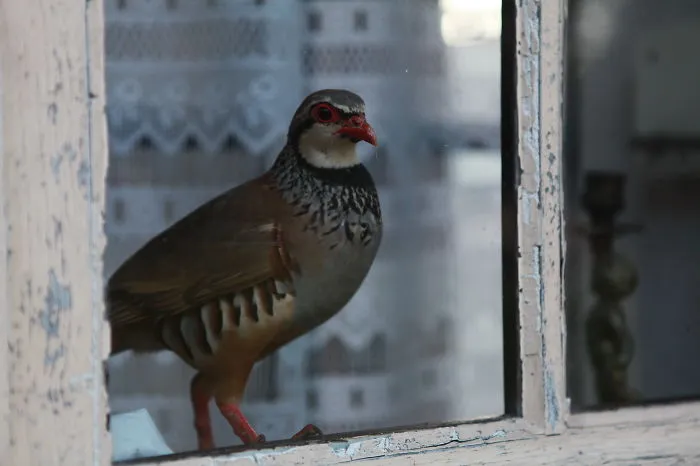Oiseau Sologno...