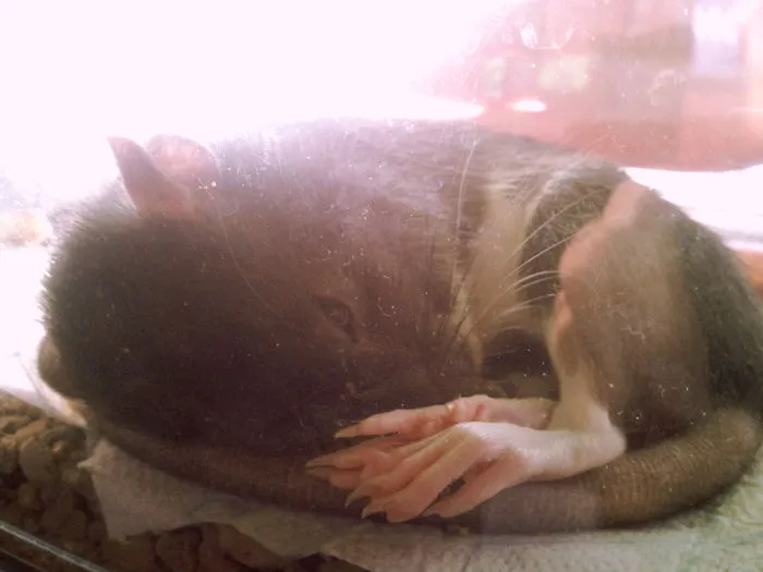 Jozka The Rat