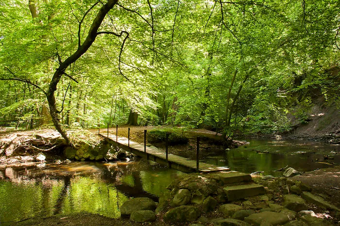 Mystical wooden bridge over a calm forest stream surrounded by lush green trees on a sunny day.