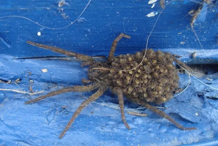 Came Home One Day And Was Greeted By This Mama Wolf Spider And Her Brood.  (that's Them On Her