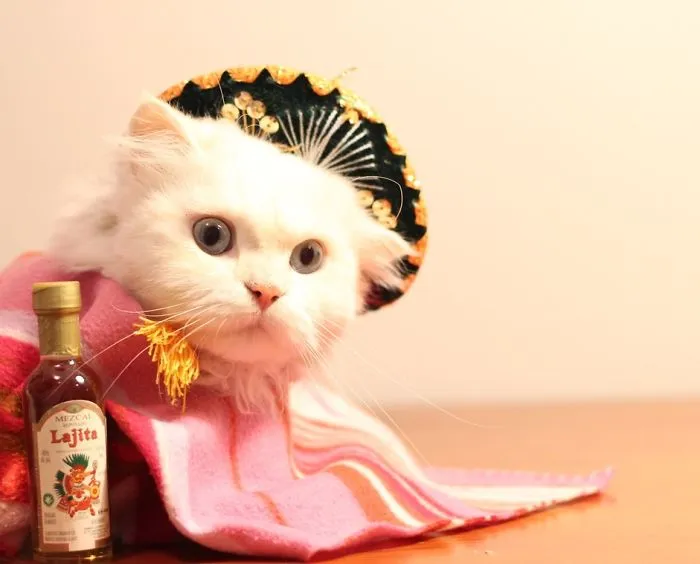 Mexican Kitty