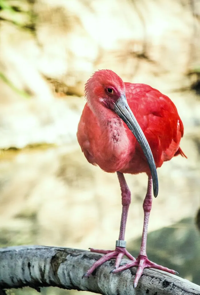 The Bird