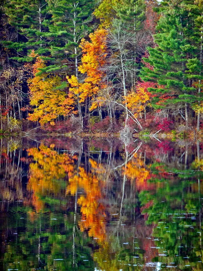 Fall Reflections