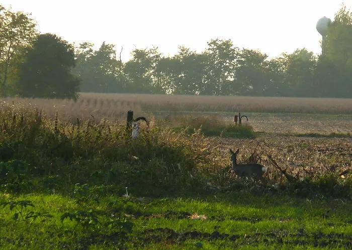 Together With The Last Sunbeams Of The Day