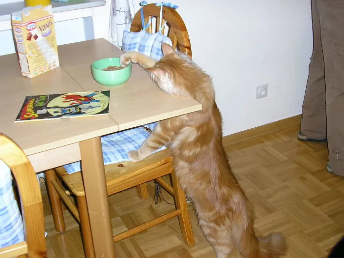 Breakfast Thief