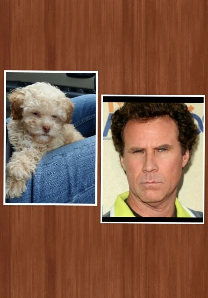 Poodle And Will
