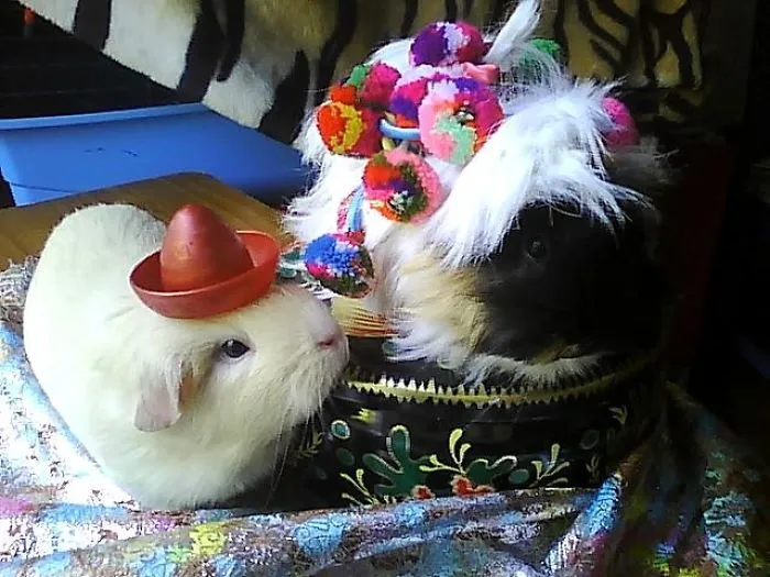 Tequila Pompom Pigz
