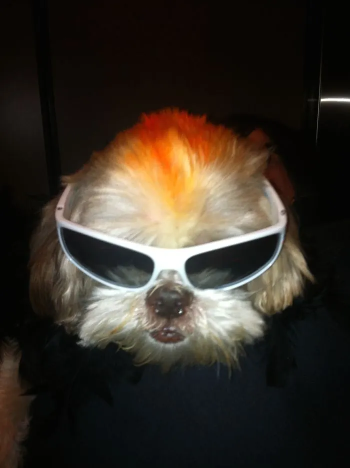 Rocker Reggie