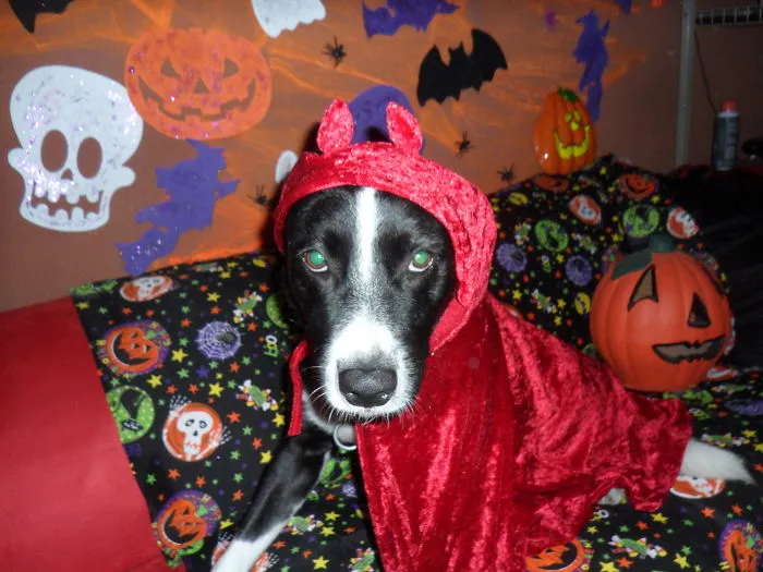 Patas Devil