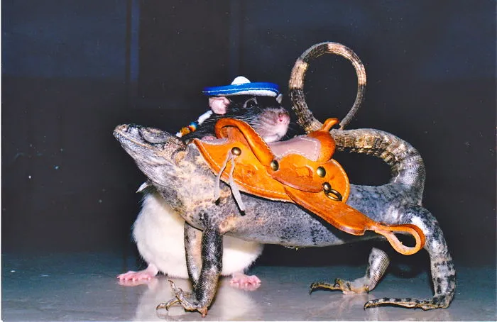 Mexican Rat