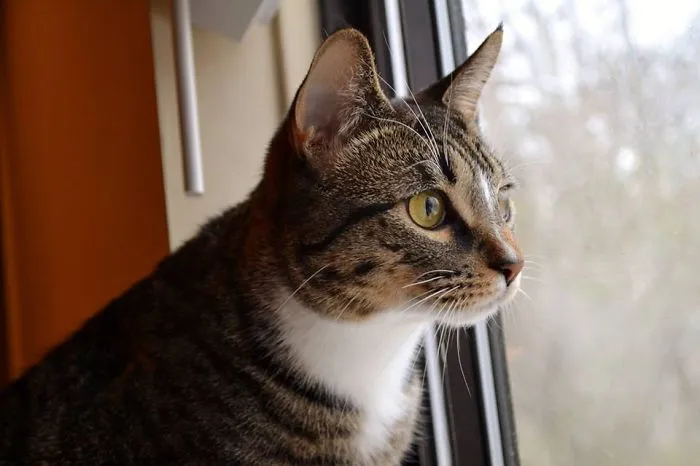 My Cat Spike