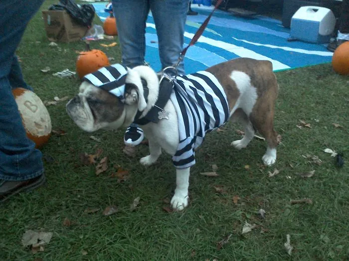 Brutus