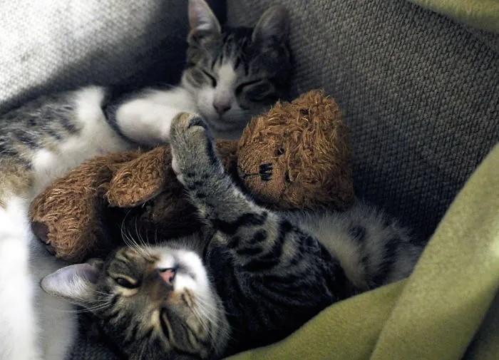 Hugging Teddy