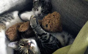 85 Adorable Animal Family Portraits