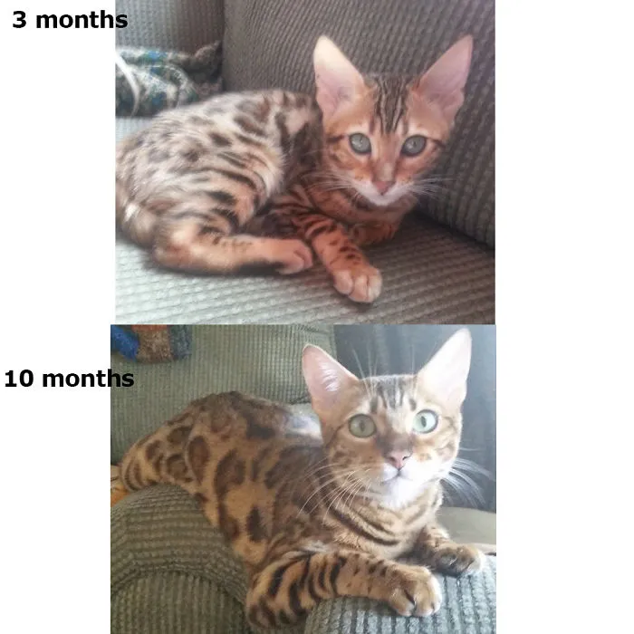 Cheeto The Bengal