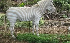 79 Animals With Unexpected Colors