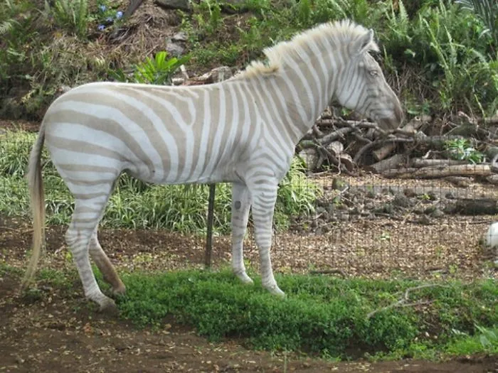 Albino Zebra