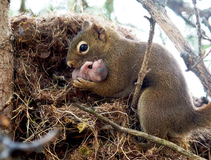 85 Adorable Animal Family Portraits