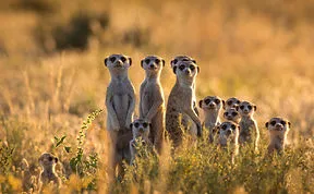 85 Adorable Animal Family Portraits