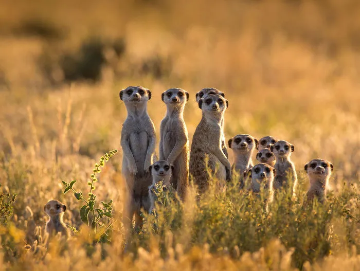 Family Portrait