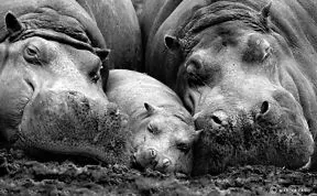 85 Adorable Animal Family Portraits