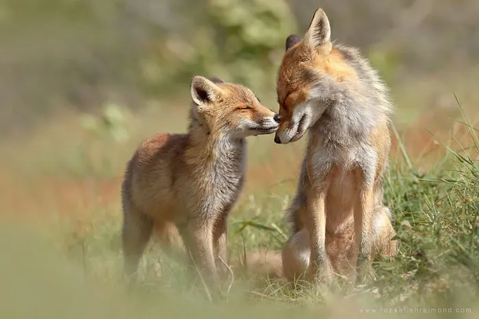 85 Adorable Animal Family Portraits